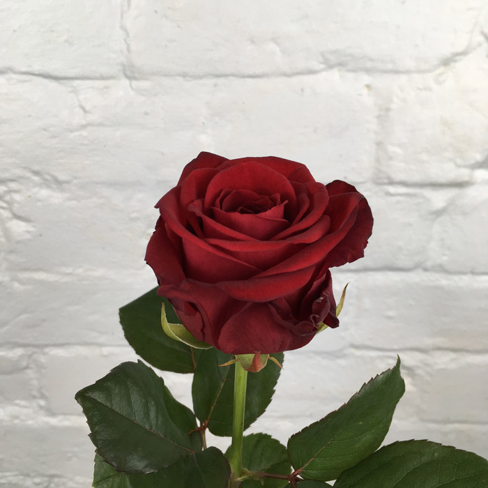 Роза чайно-гибридная Ред Наоми (в тубе)